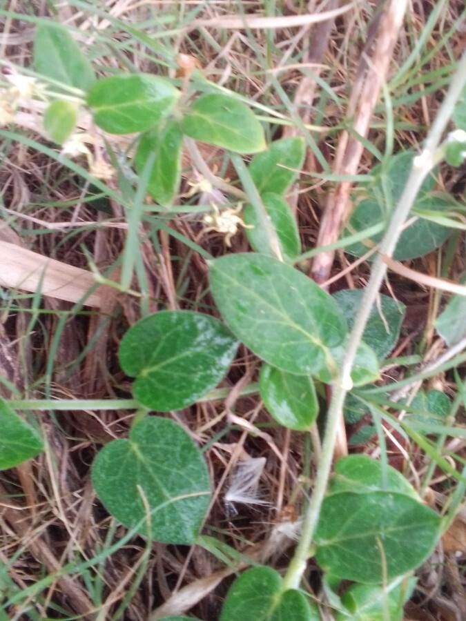 Matelea biflora — related species from the same genus