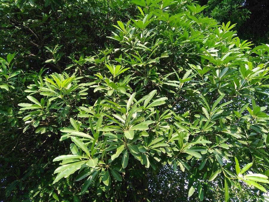 Plerandra gabriellae habit