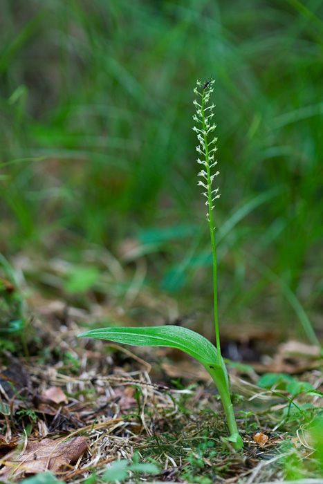 Malaxis monophyllos habit