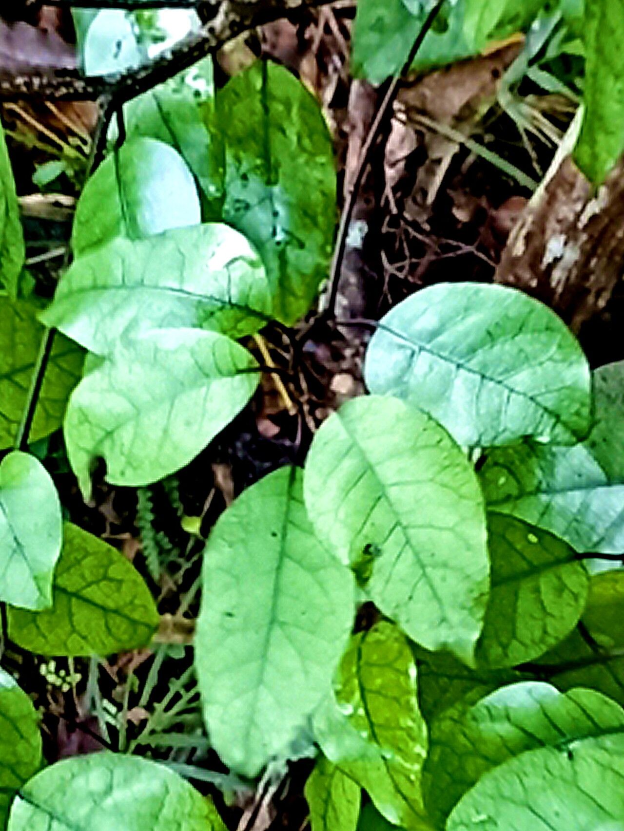 Litsea calicaris — search result for 'Lauraceae'