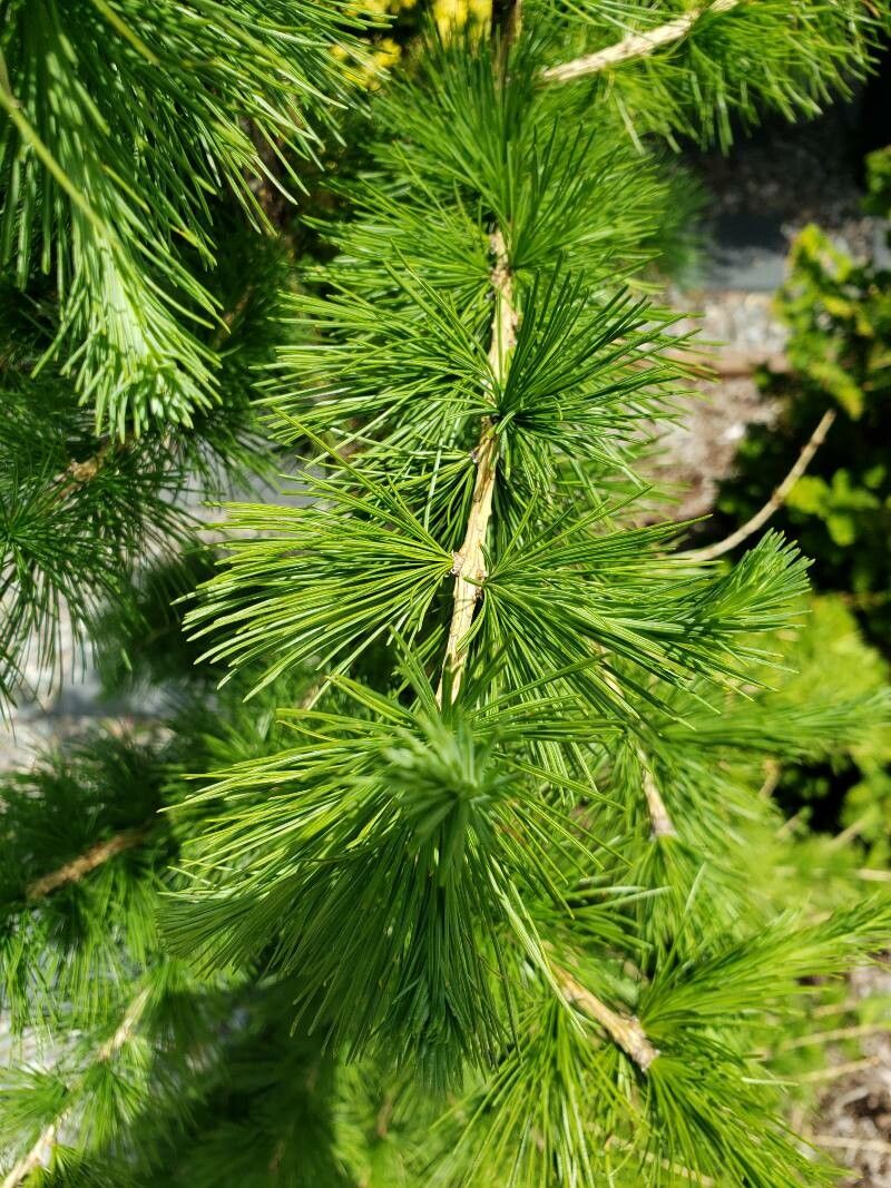 Larix sibirica — search result for 'Larix'