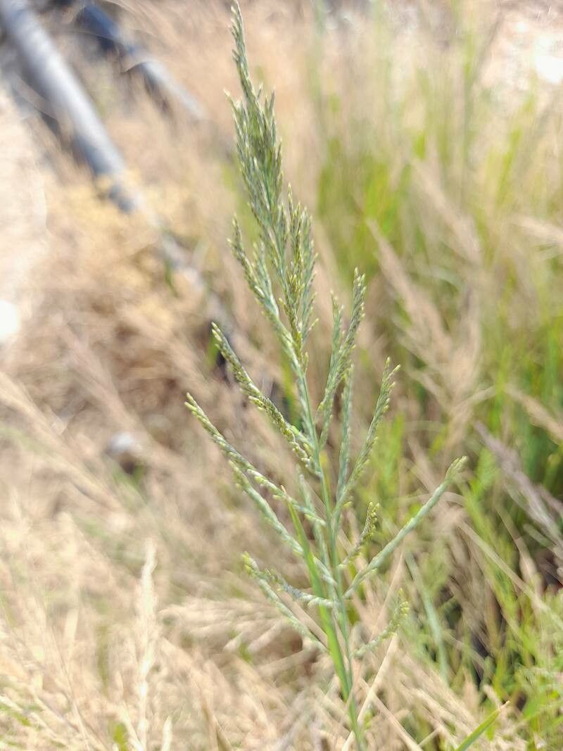 Diplachne fusca flower