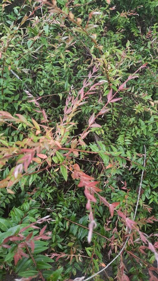 Austromyrtus dulcis leaf