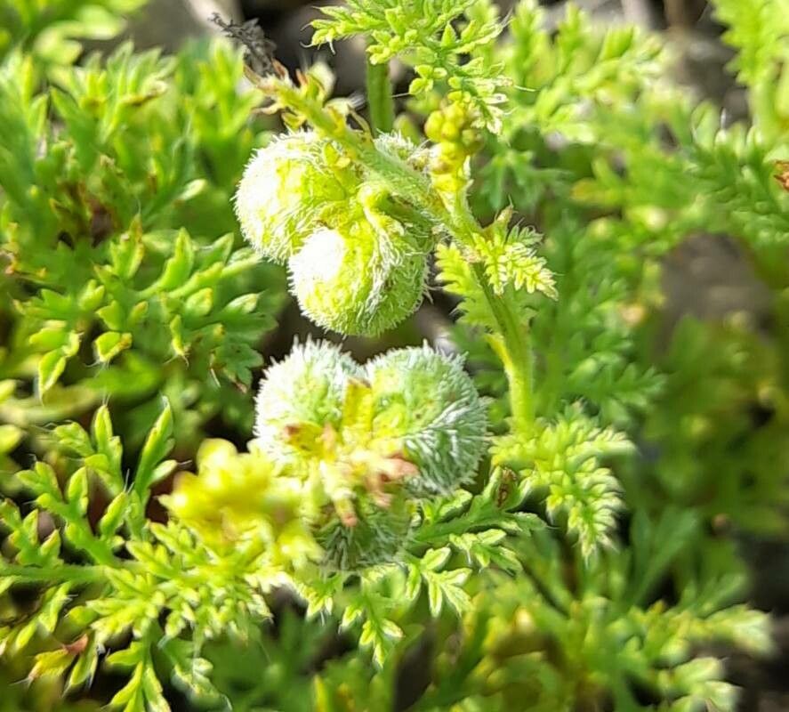 Tragia pinnata fruit