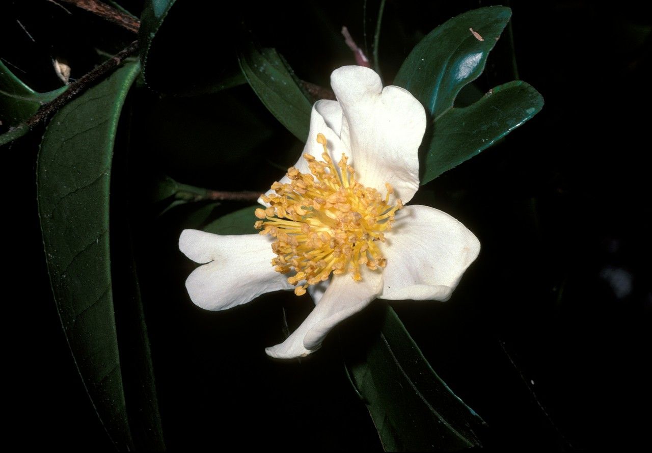 Camellia rhytidocarpa — search result for 'Camellia'
