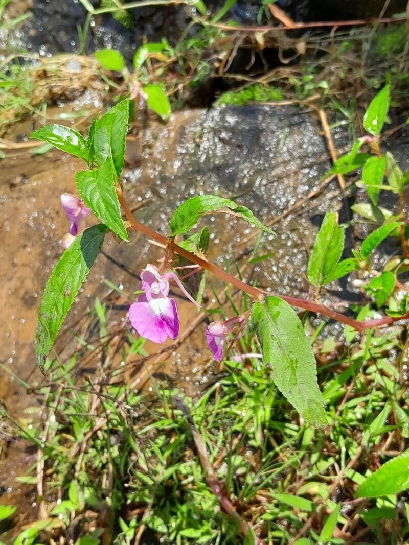 Impatiens baronii habit