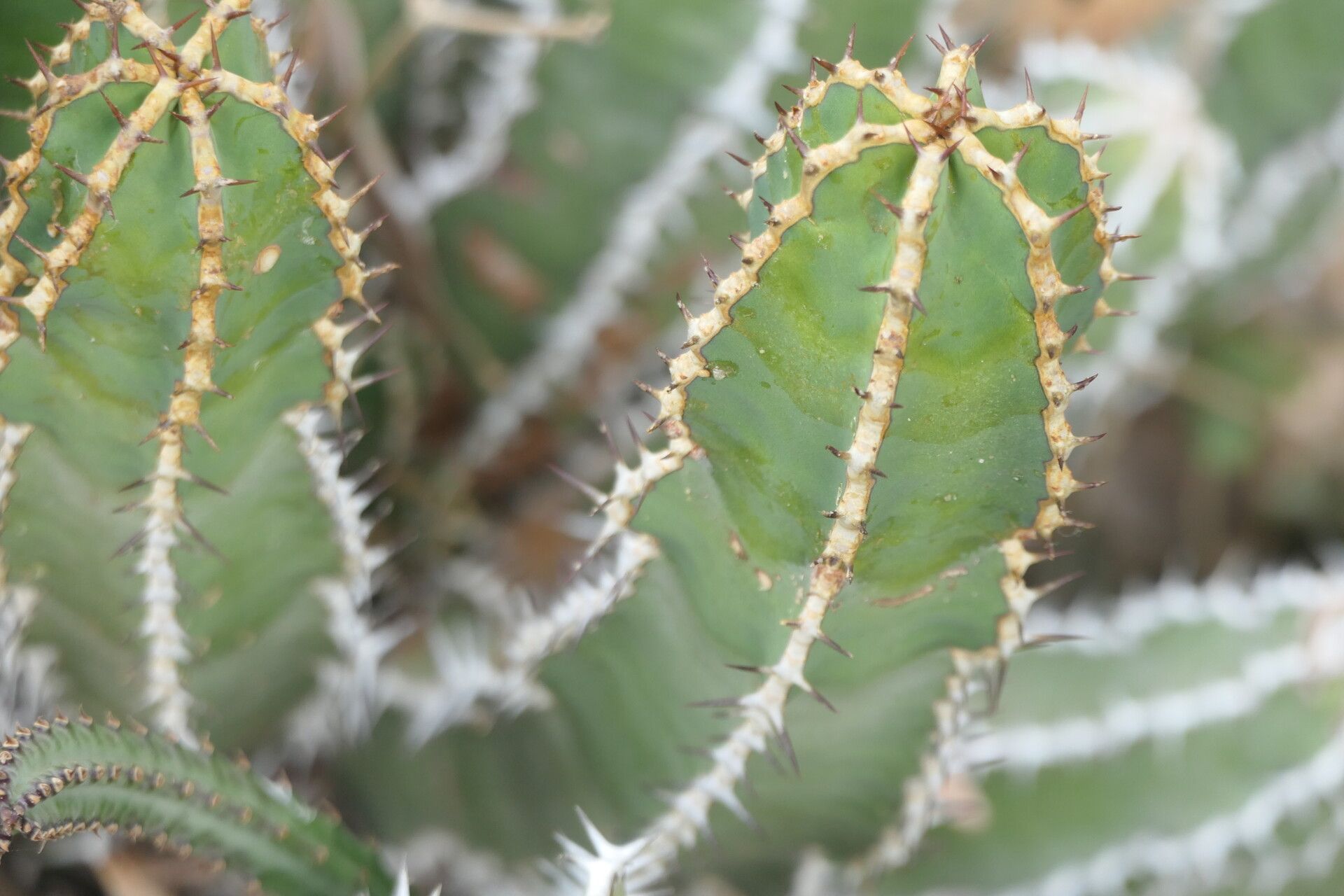 Euphorbia venenata — houseplant care guide