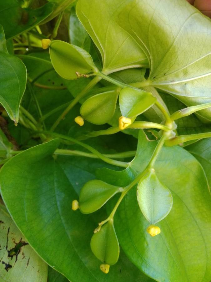 Dioscorea esculenta flower
