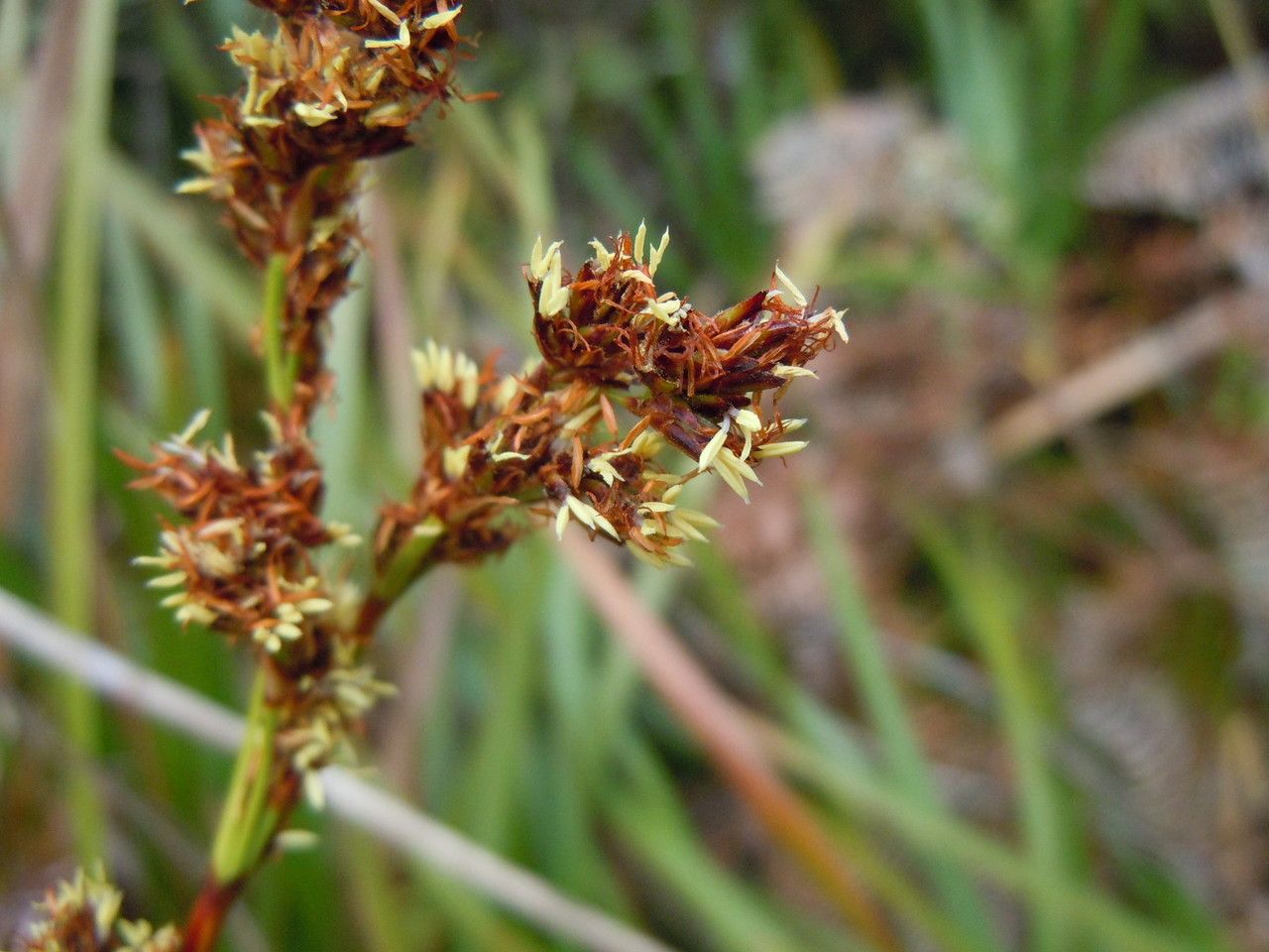 Machaerina maingayi fruit