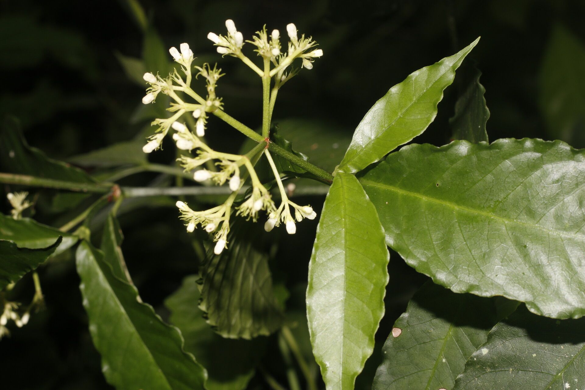 Psychotria horizontalis leaf