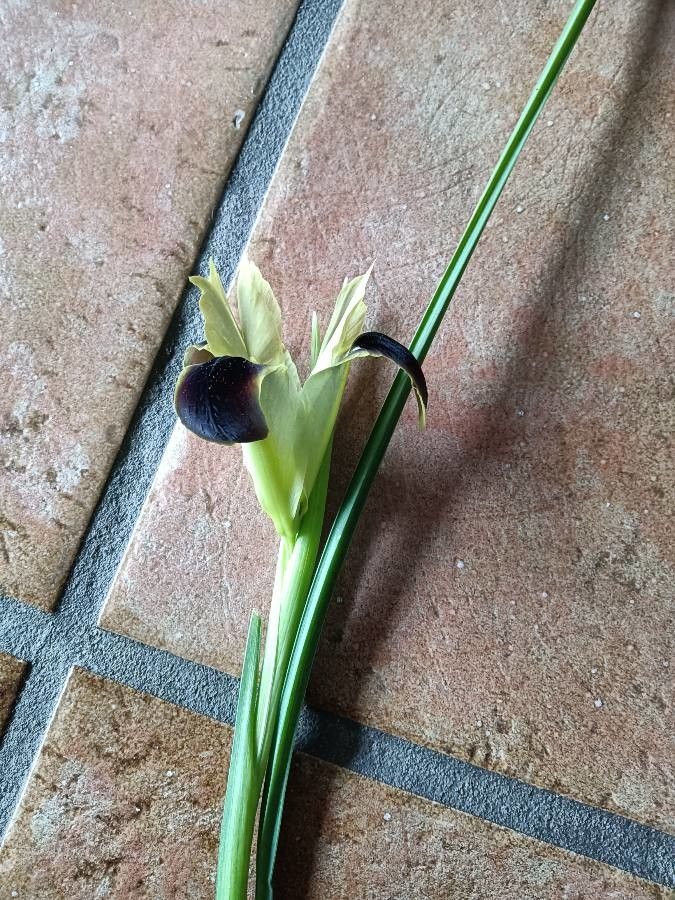 Hermodactylus tuberosus leaf