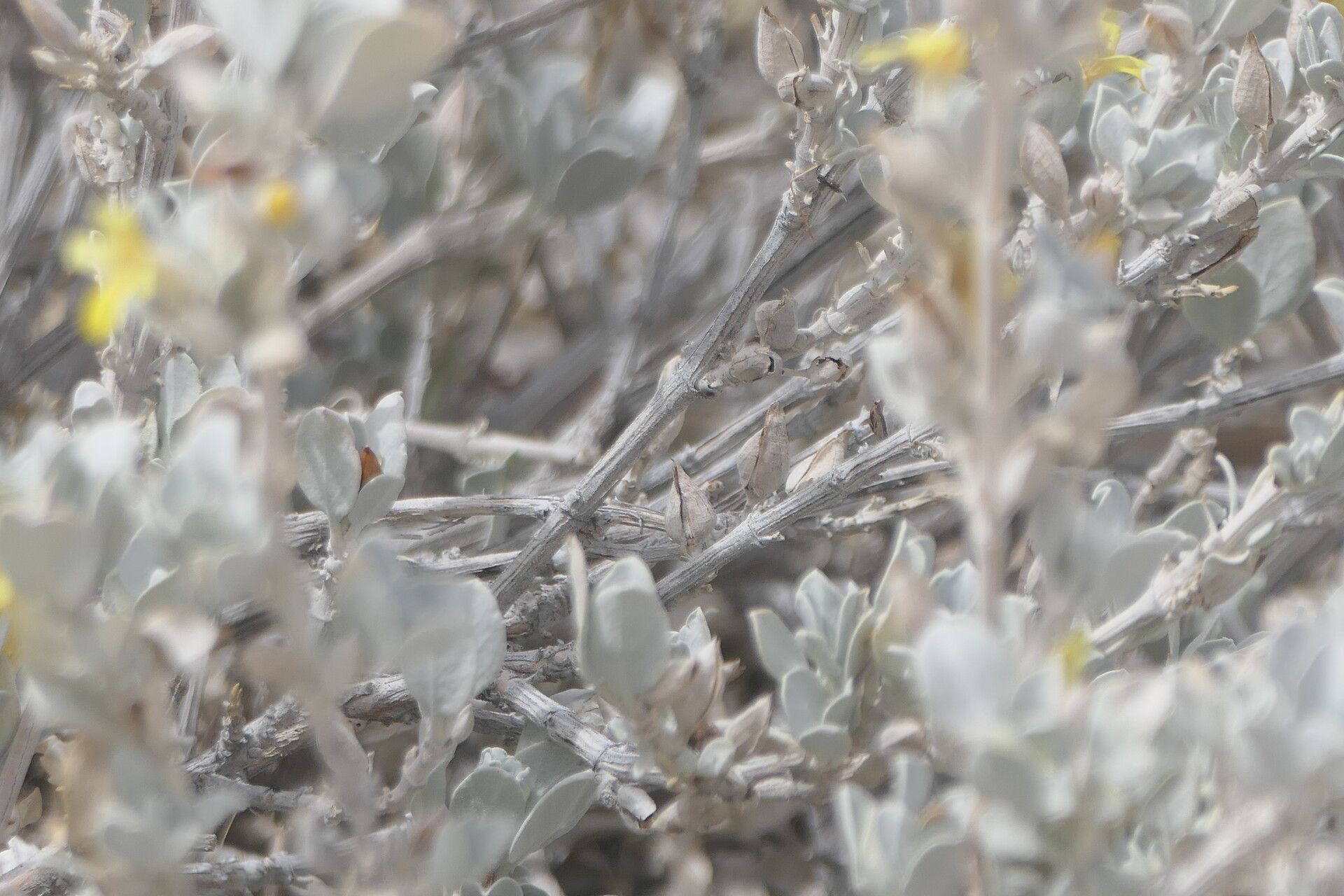 Petalidium englerianum bark