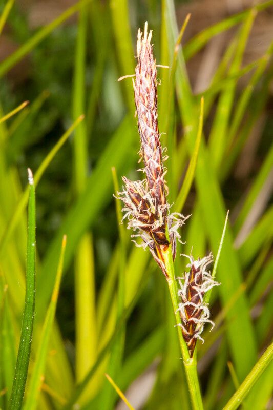 Carex ericetorum flower