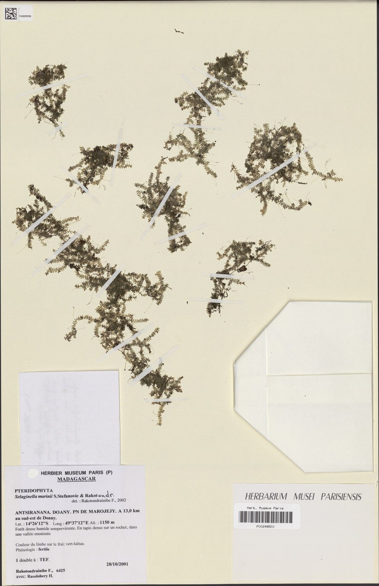 Selaginella rasoloheryi — houseplant care guide