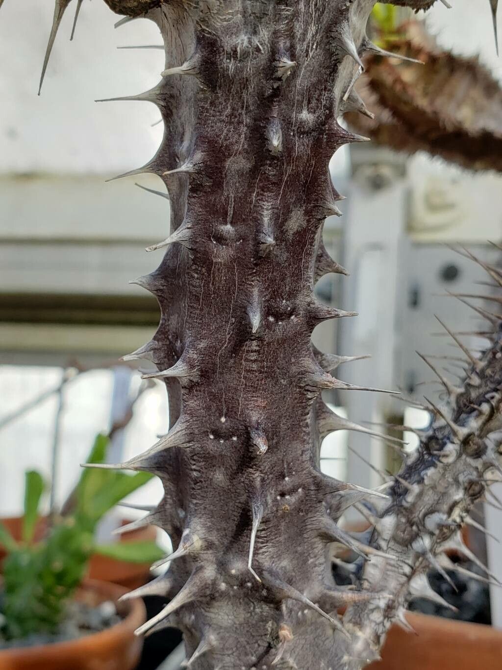 Euphorbia leandriana bark