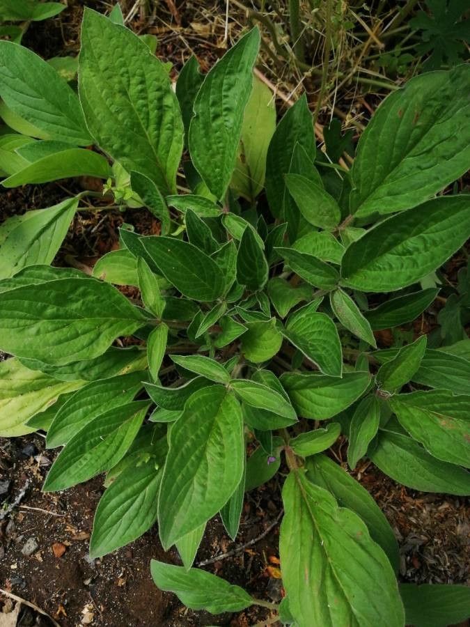Phacelia heterophylla — search result for 'Phacelia'