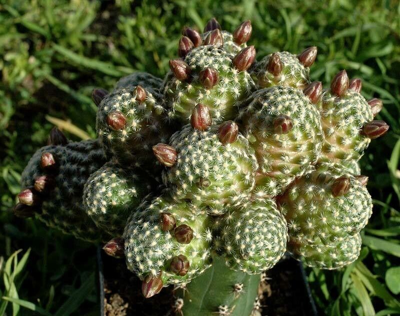 Cochemiea saboae habit