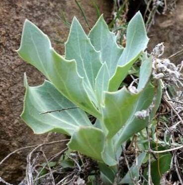 Senecio rhomboideus — houseplant care guide