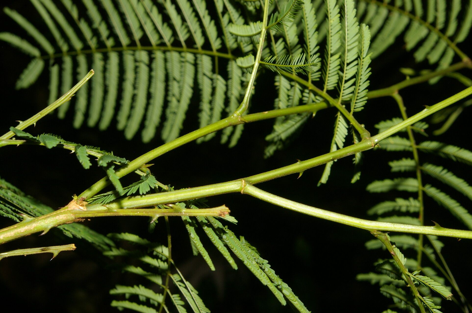 Senegalia multipinnata — houseplant care guide