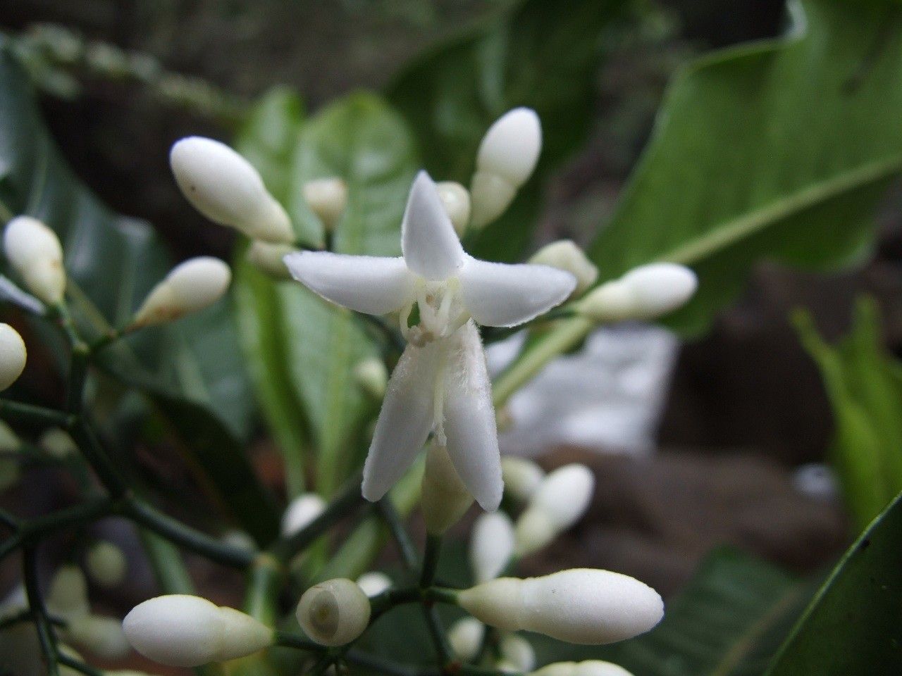 Psychotria brachylaena flower