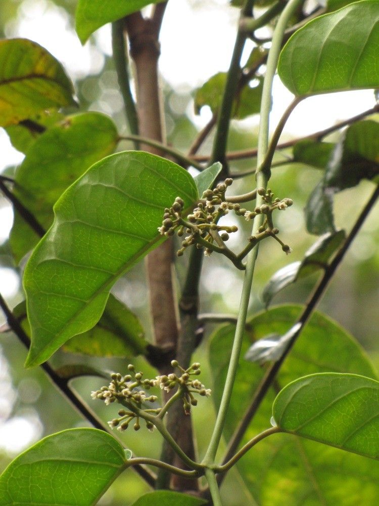 Marsdenia tylophoroides habit