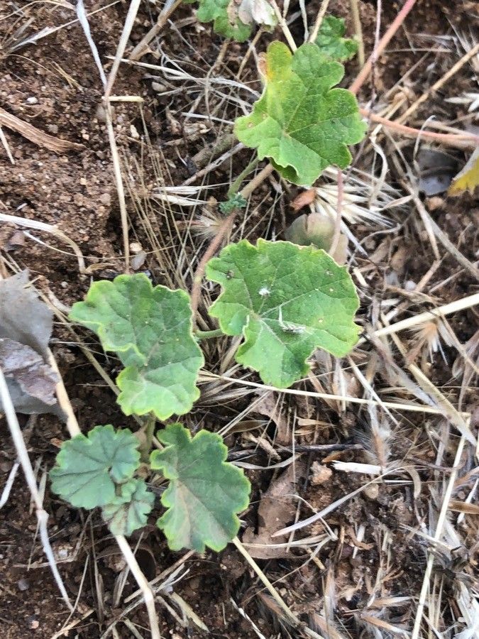 Malvella sherardiana — related species from the same genus