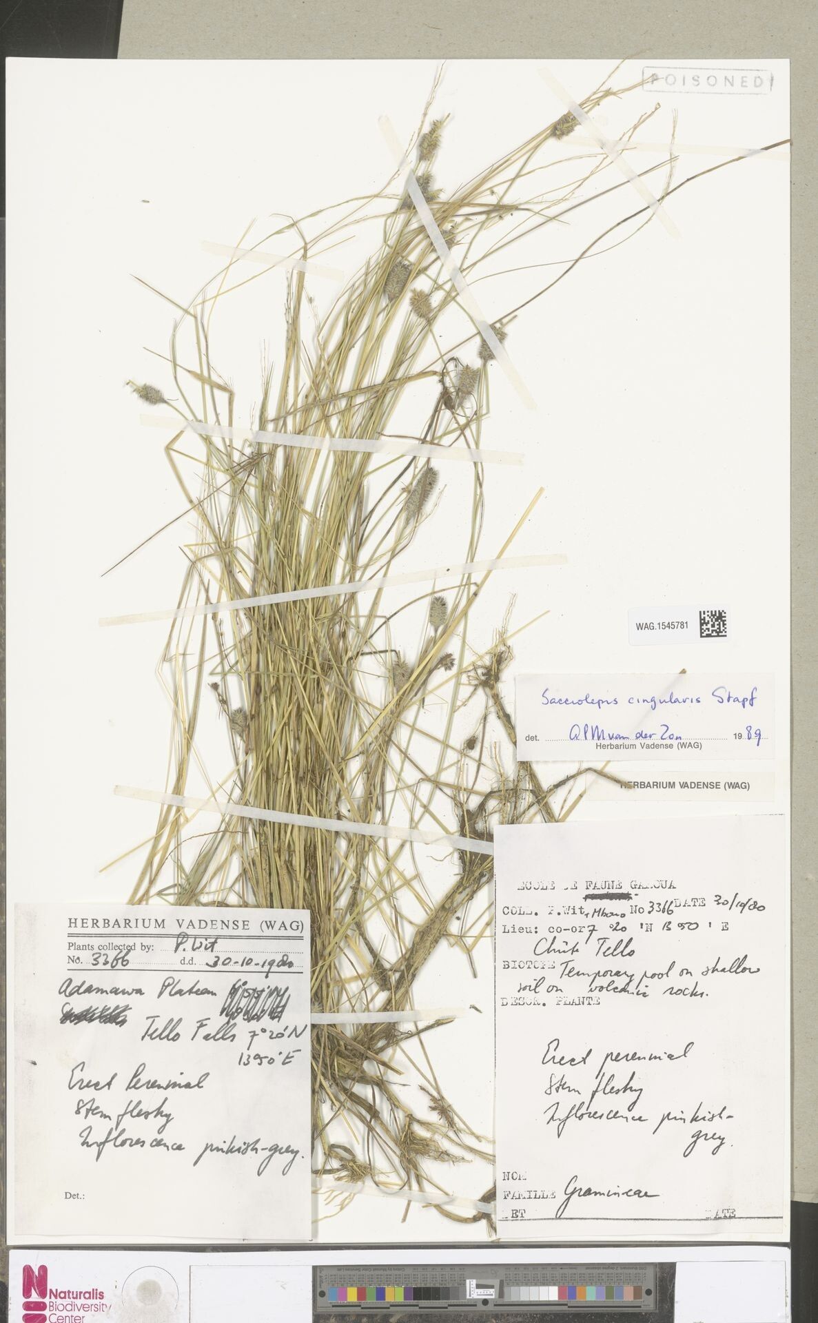 Sacciolepis cingularis — related species from the same genus