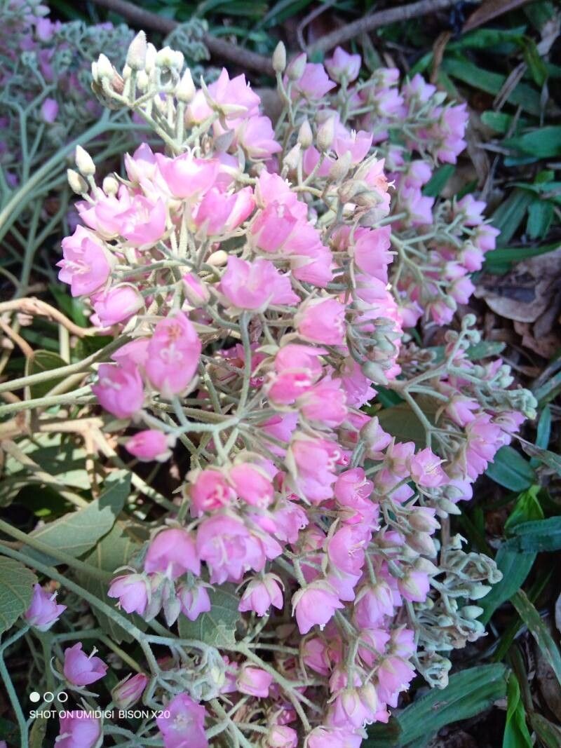 Dombeya pubescens flower
