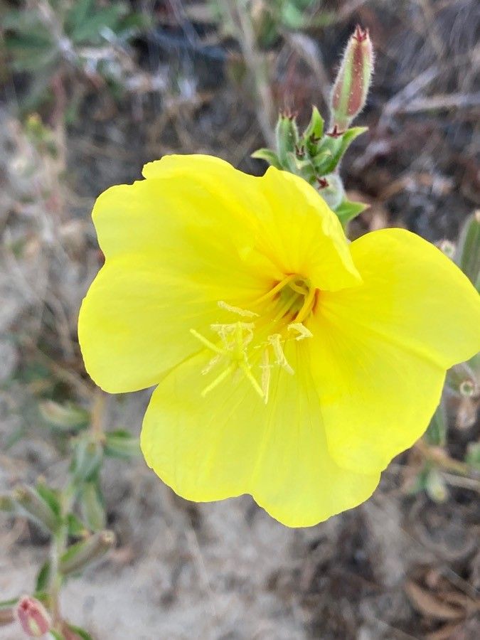 Oenothera longiflora flower