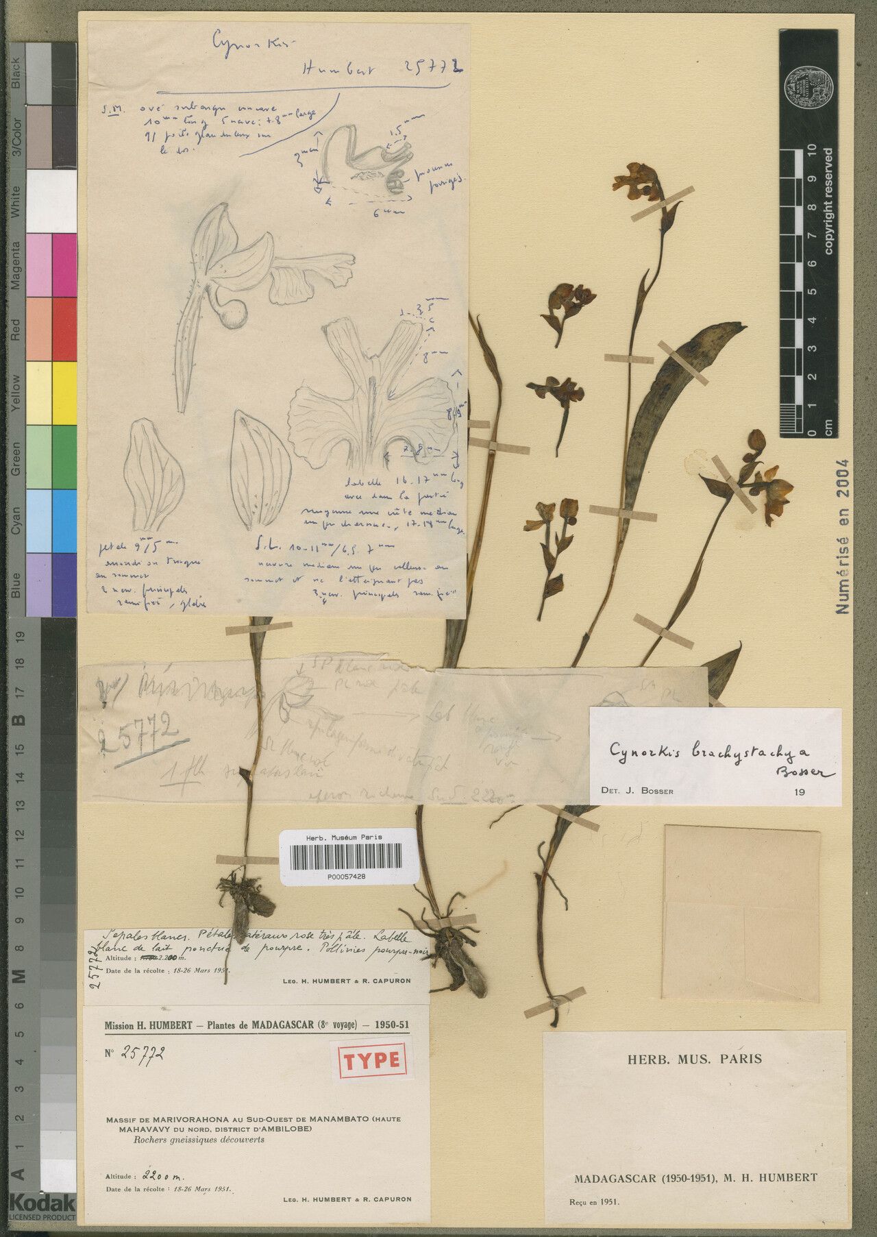 Cynorkis brachystachya — houseplant care guide