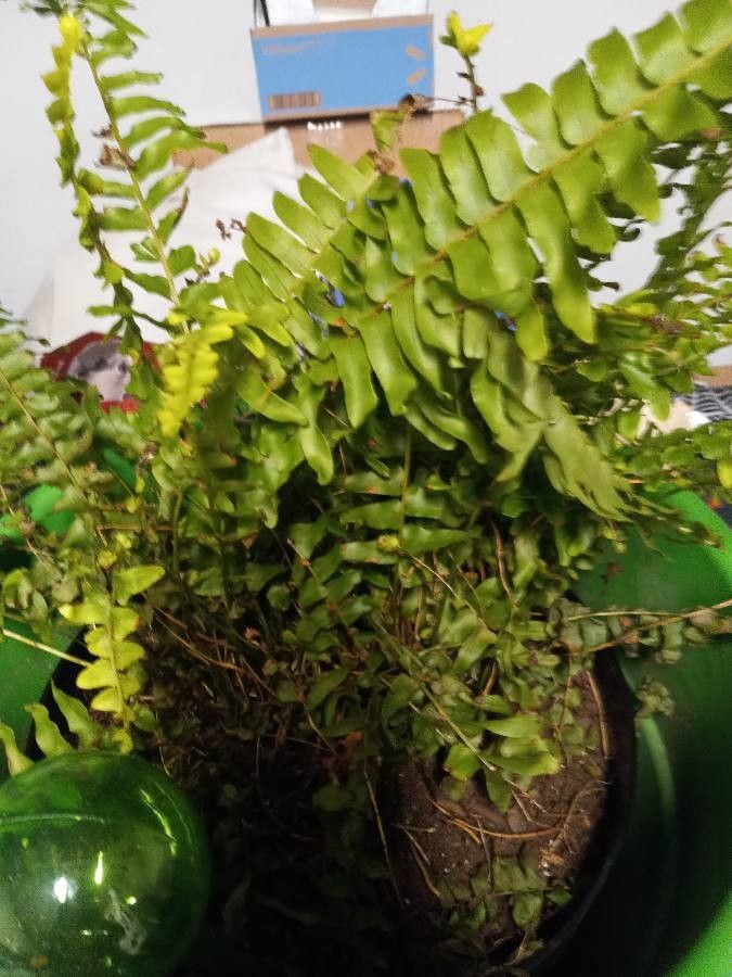 Nephrolepis × averyi — houseplant care guide