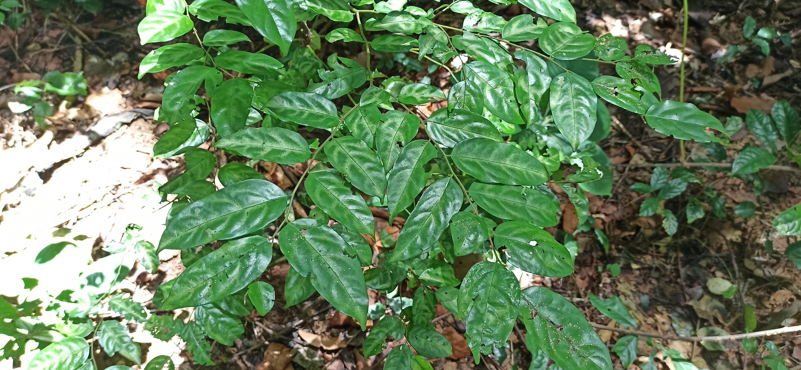 Diospyros gracilescens — houseplant care guide