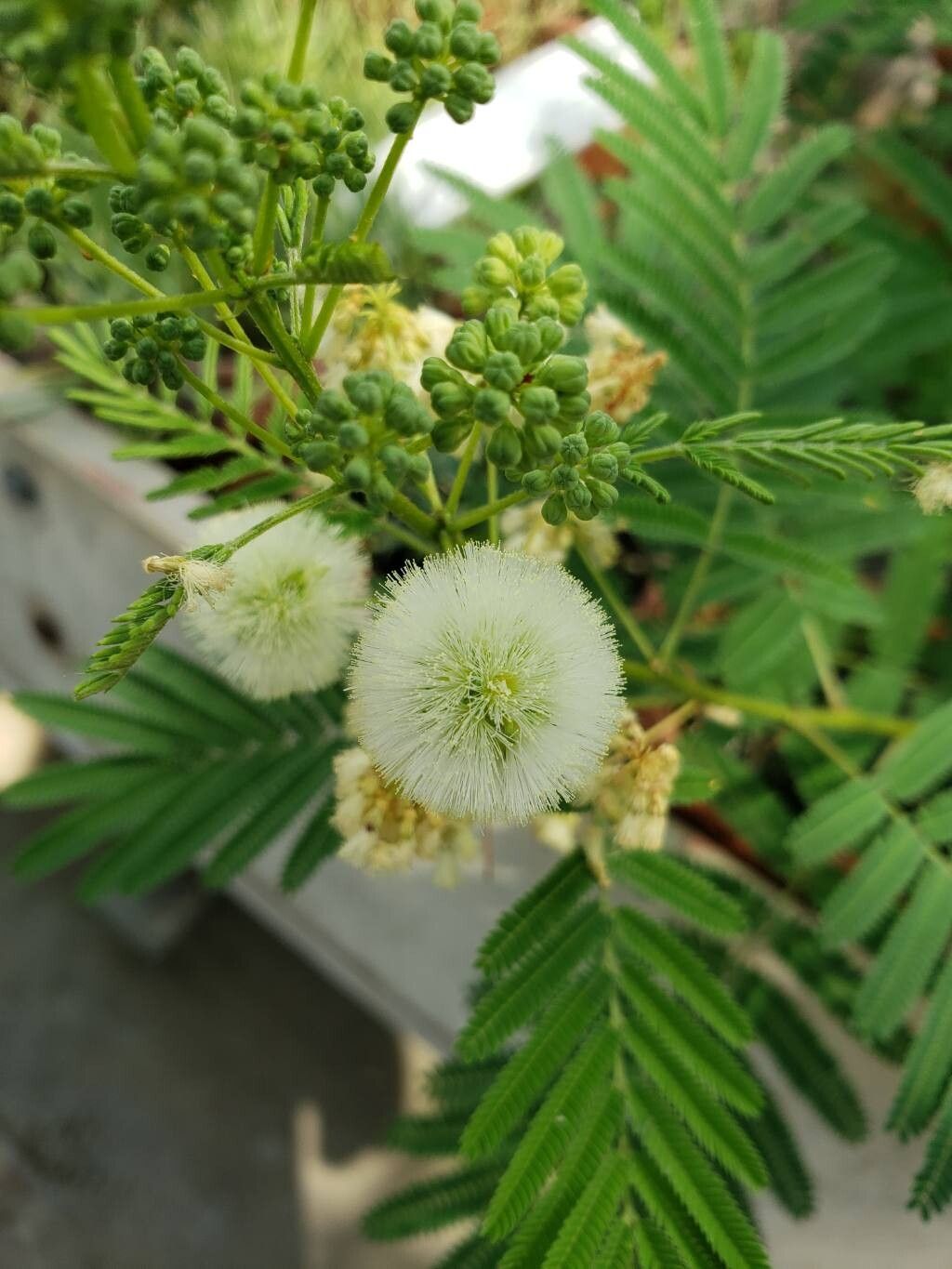 Acacia angusta flower