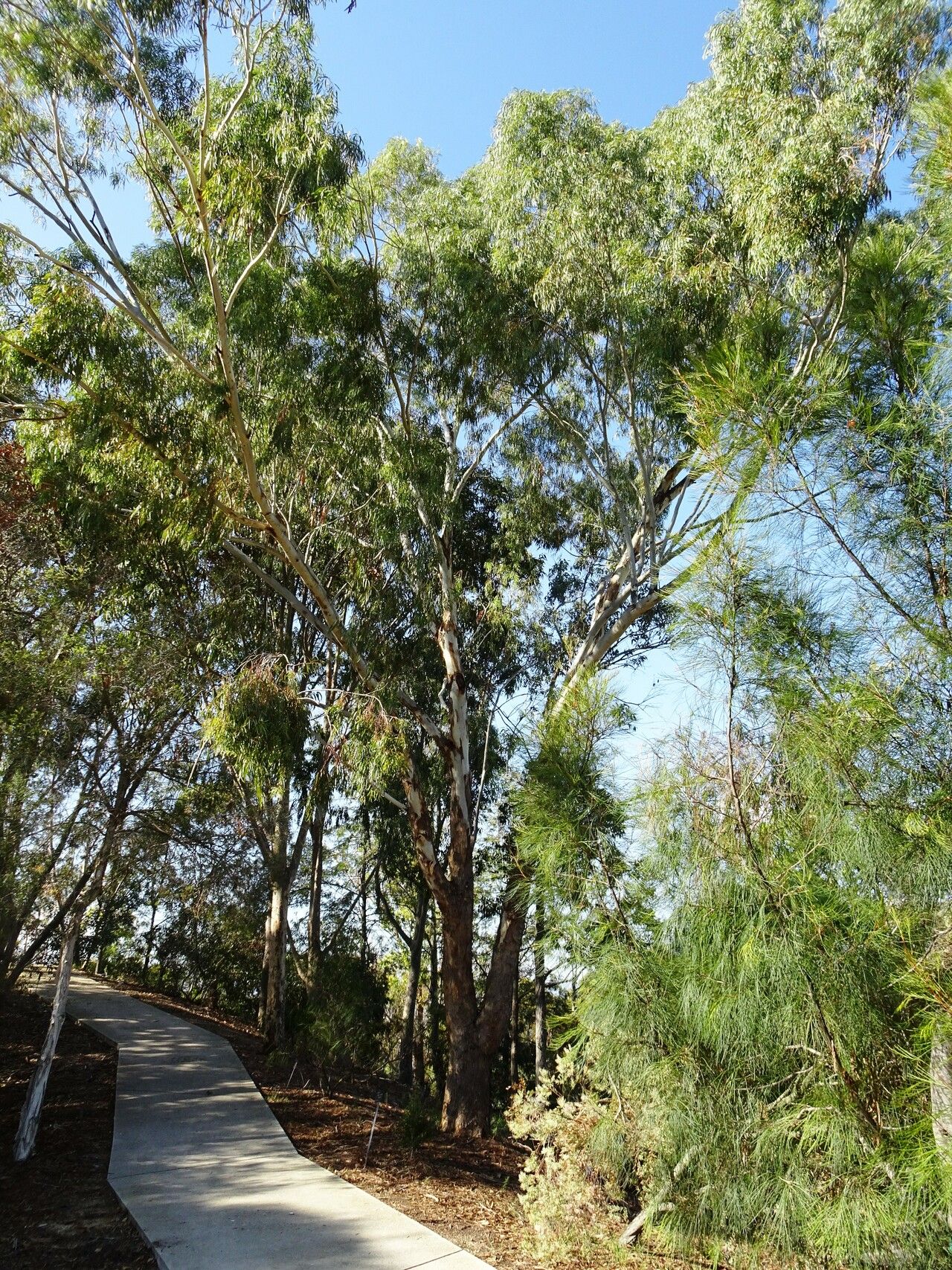 Eucalyptus melliodora habit