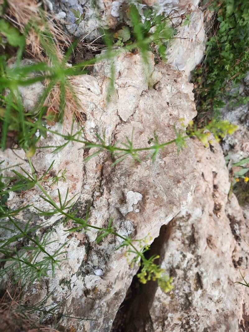 Galium crespianum habit