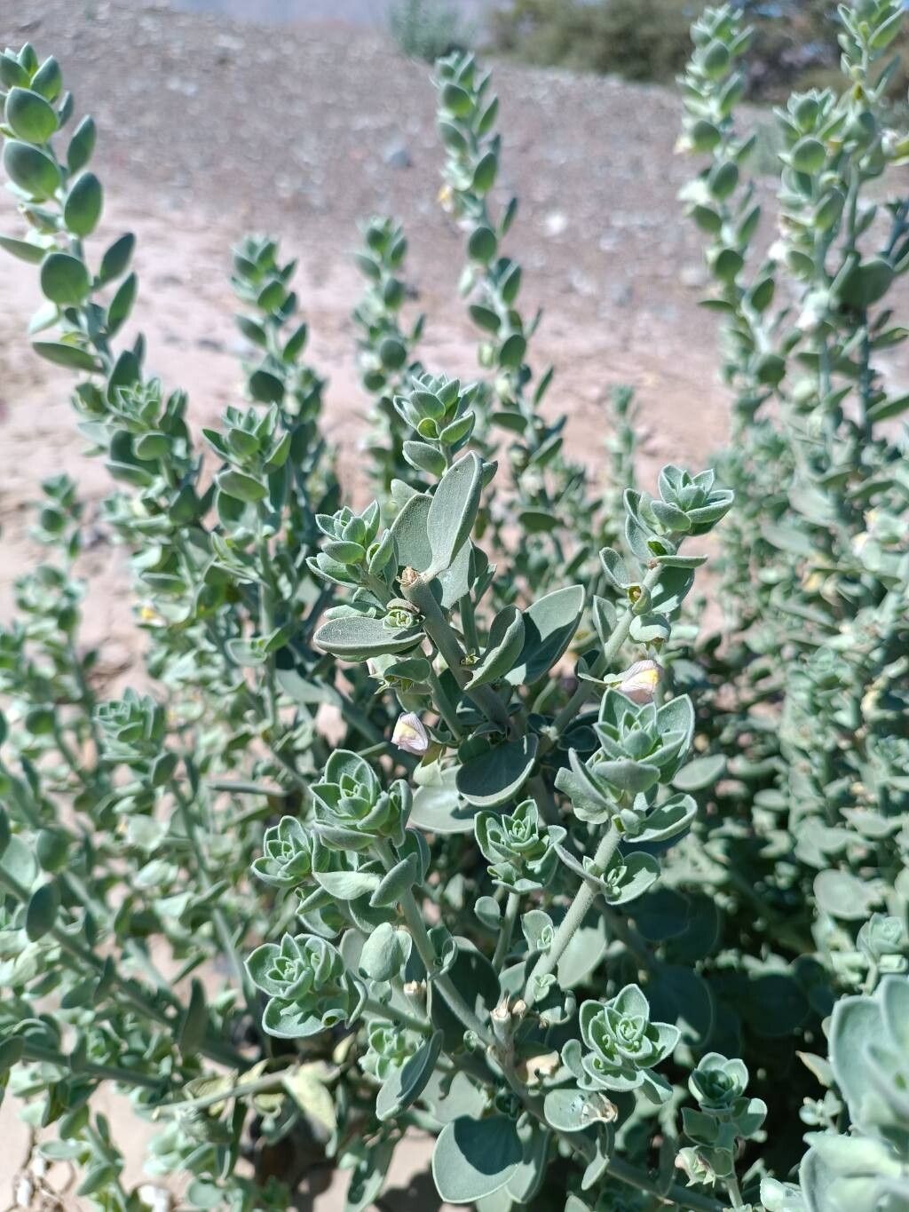 Polygala tinctoria leaf