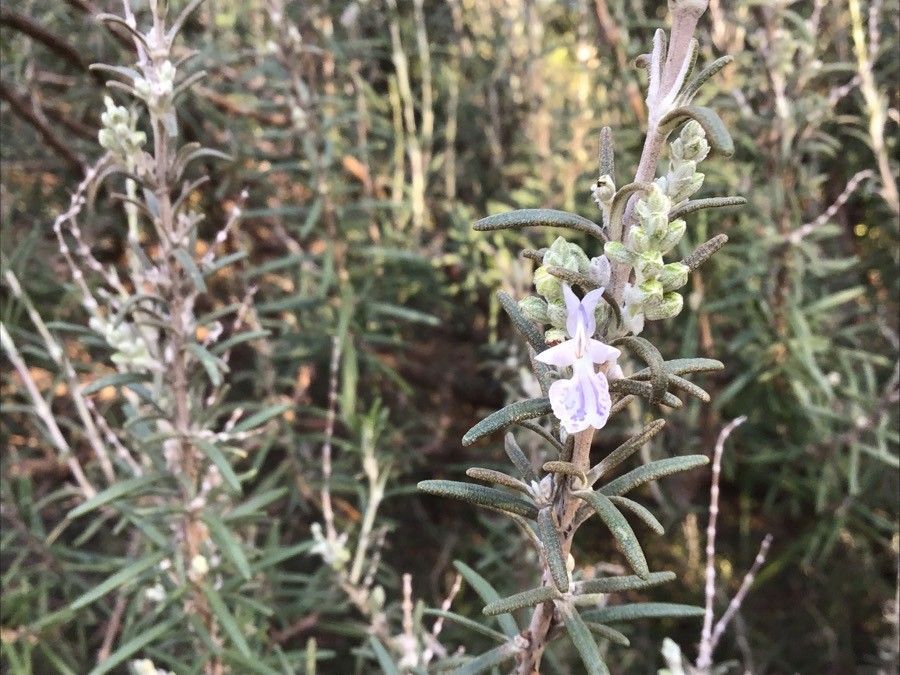 Thymus granatensis flower