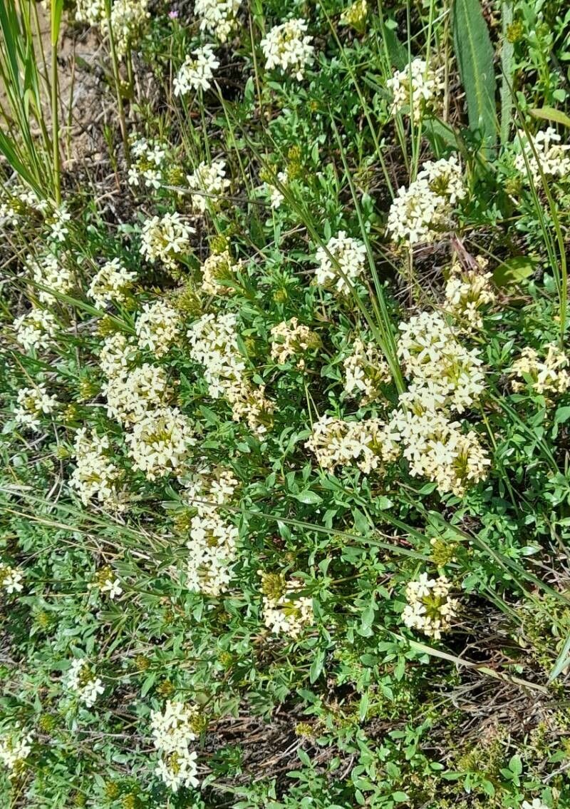 Verbena araucana habit