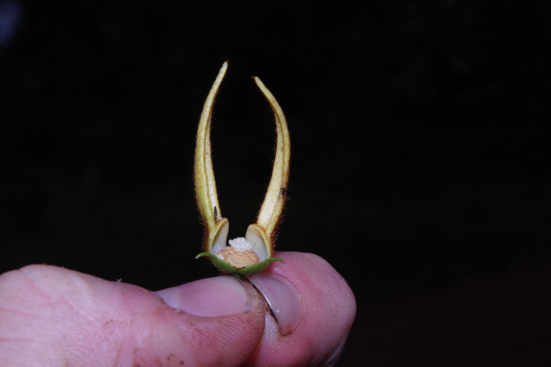 Artabotrys rufus flower