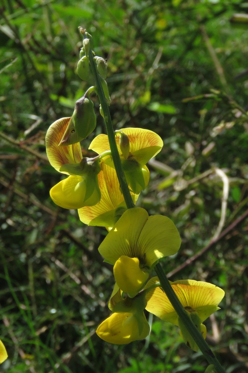 Crotalaria retusa flower