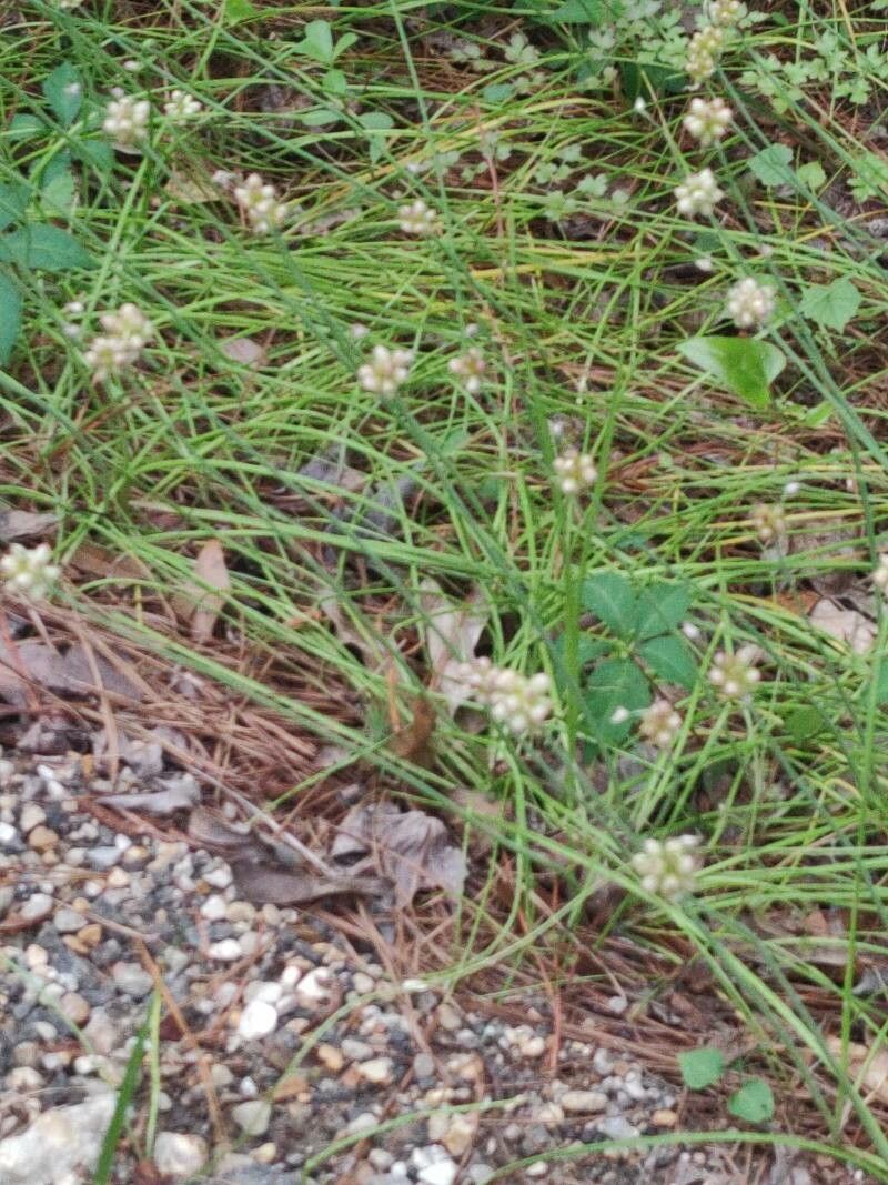 Asclepias linearis — search result for 'Asclepias'