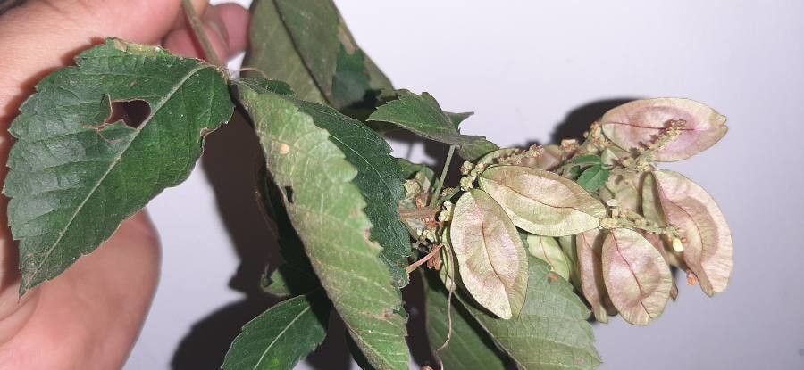 Urvillea rufescens fruit