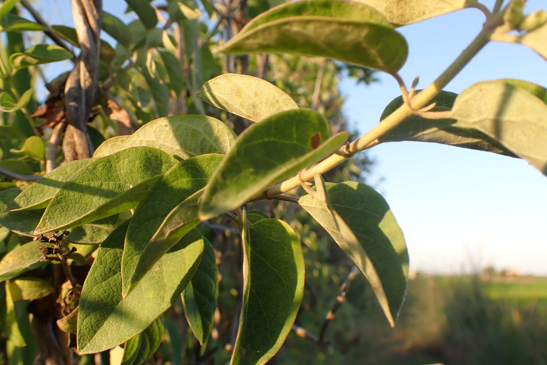 Lonicera biflora — search result for 'Lonicera'