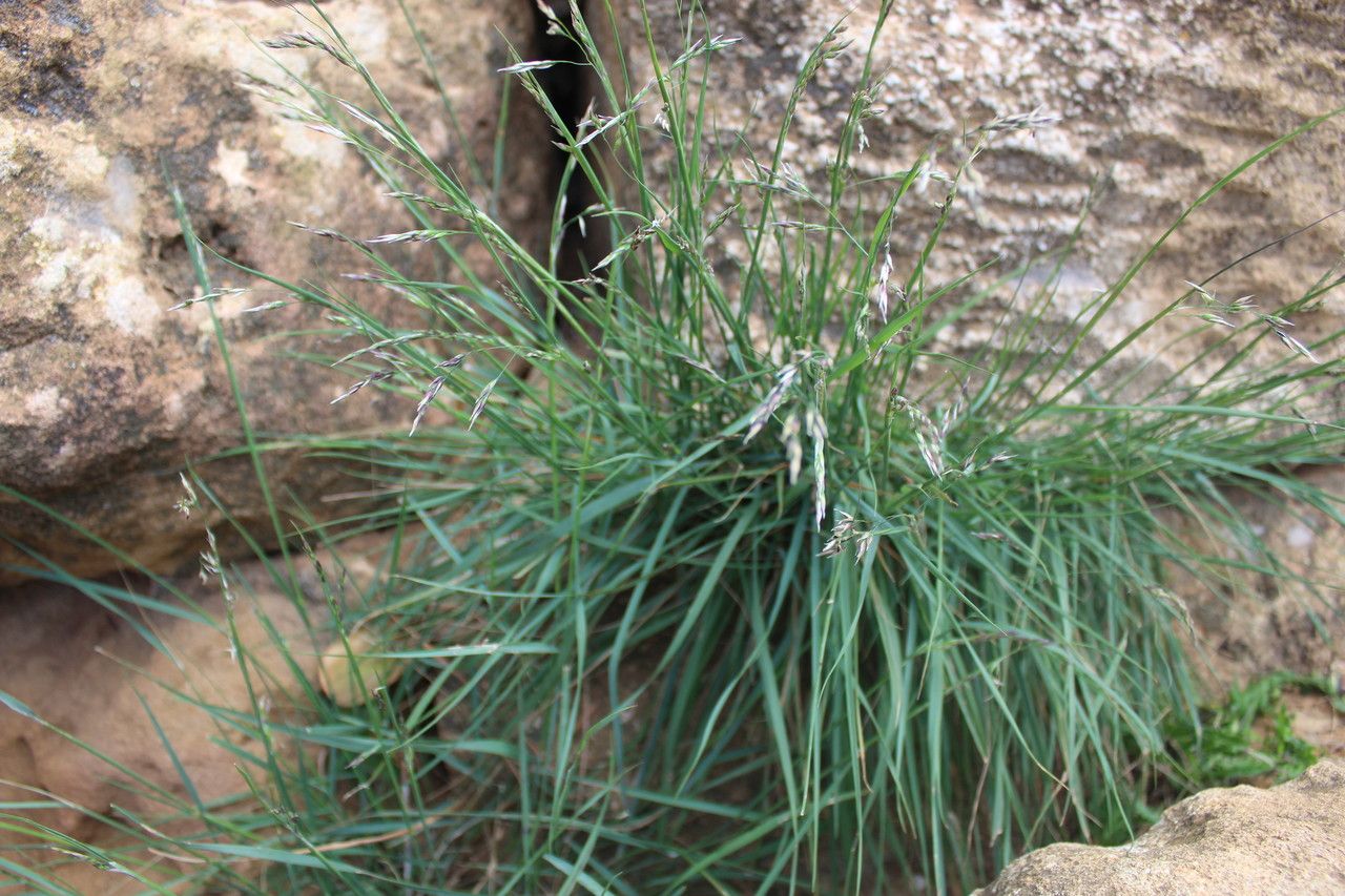 Melica minuta — houseplant care guide