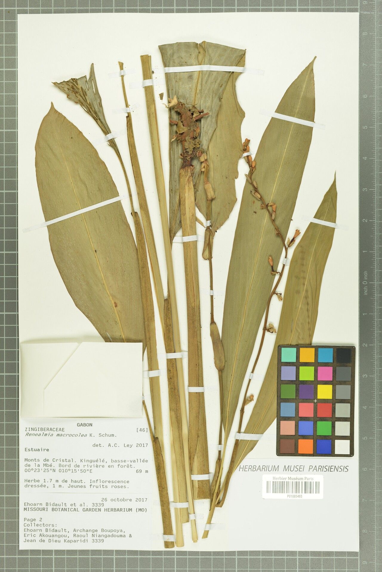 Renealmia macrocolea — search result for 'Renealmia'