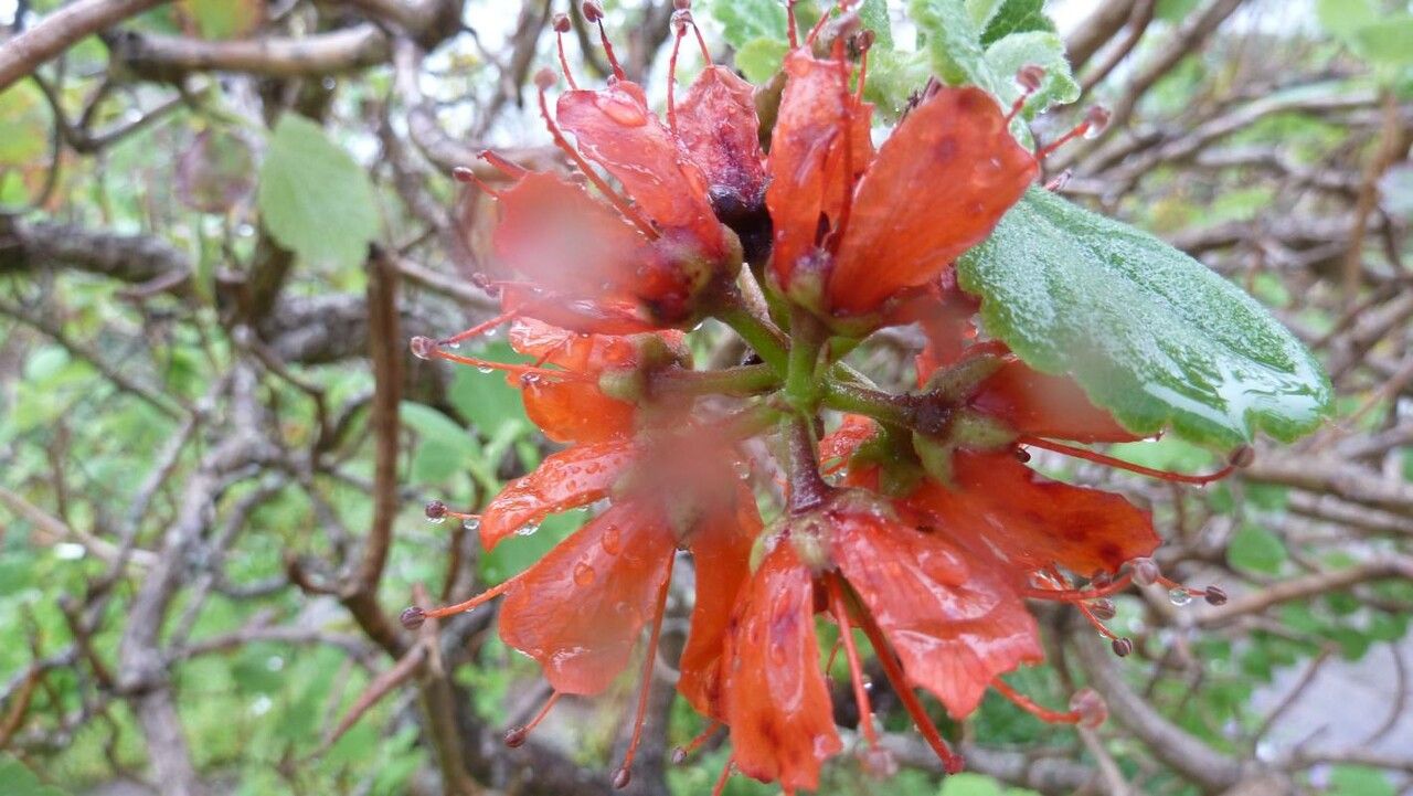 Greyia sutherlandii — search result for 'Francoaceae'