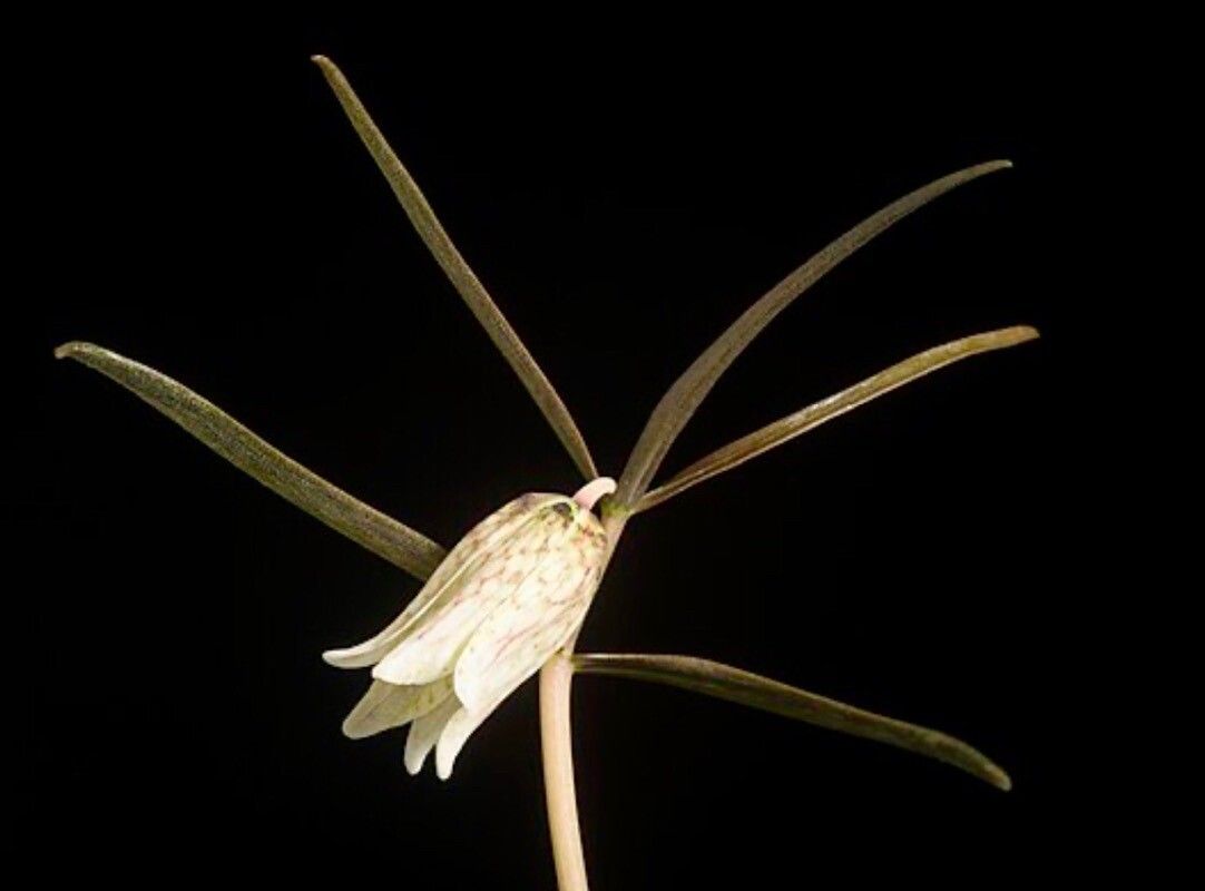 Fritillaria × tokushimensis — search result for 'Fritillaria'