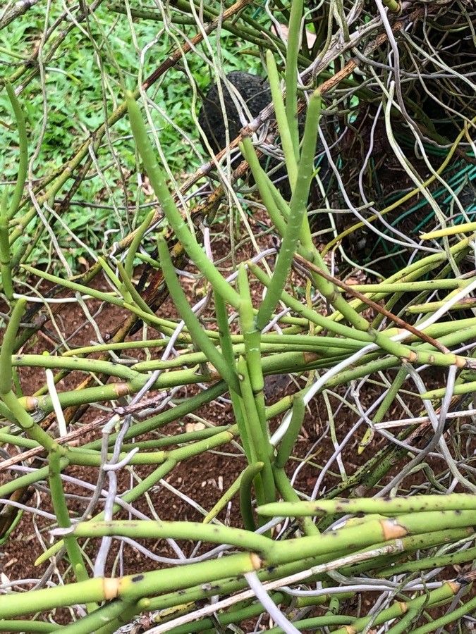 Papilionanthe teres — search result for 'Vanda'