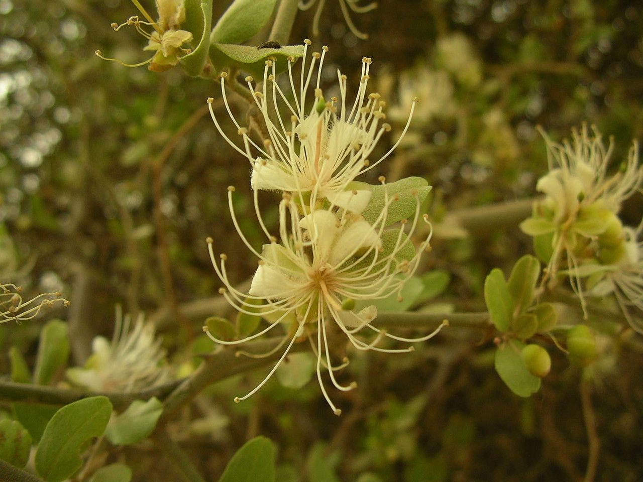 Capparis sepiaria flower