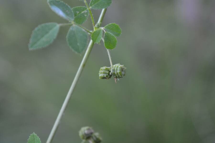 Medicago littoralis fruit